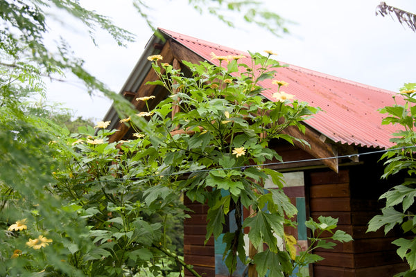 Meet the Most Useful Plant on Our Farm: Mexican Sunflower (Tithonia diversifolia)