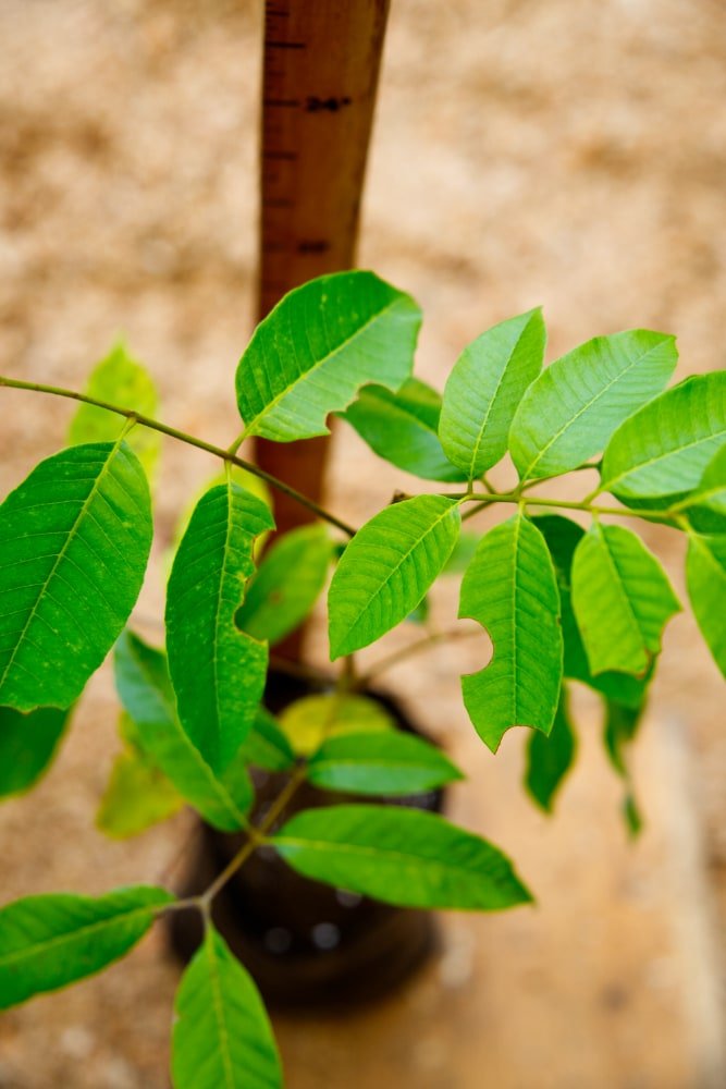 Arbol Mamoncillo