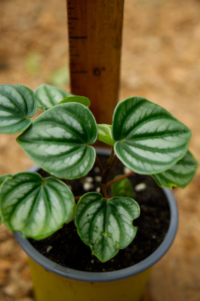 watermelon pot plant Watermelon Begonia Plant – SoulFire Farm