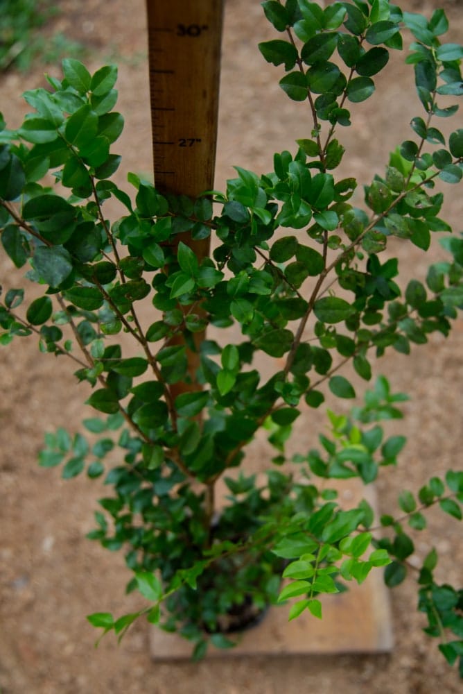 Árbol de Jaboticaba