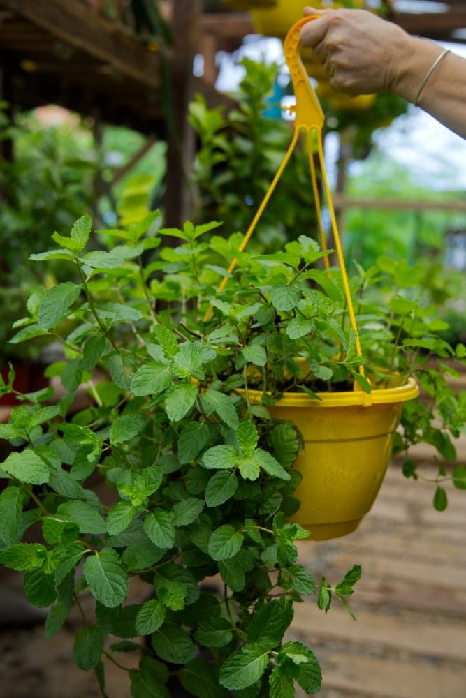 peppermint hanging plant Hanging Spearmint Plant – SoulFire Farm