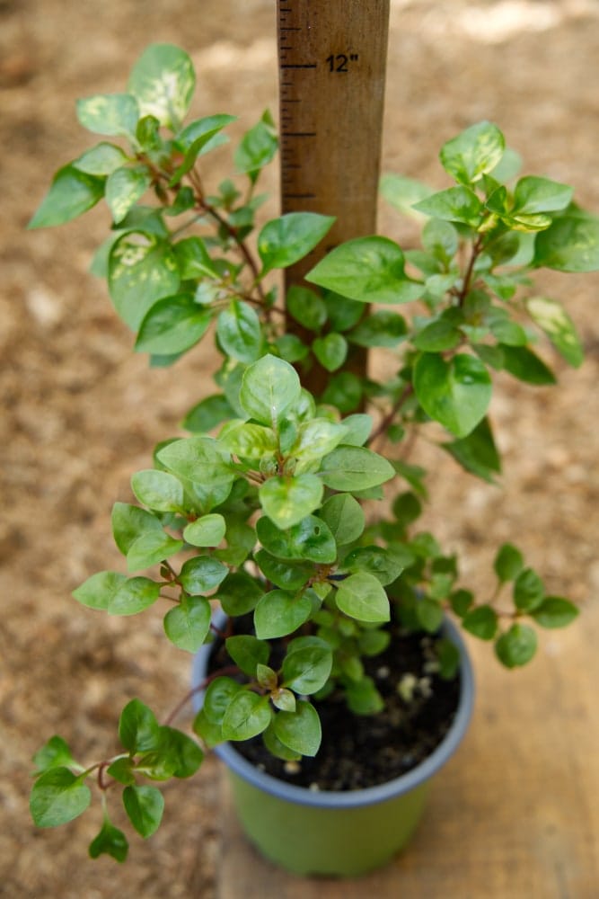 joseph's coat plant indoors Joseph's Coat Plant – SoulFire Farm