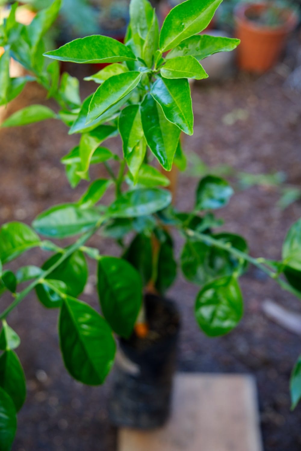 Naranja Valencia Roja - Árbol Injertado