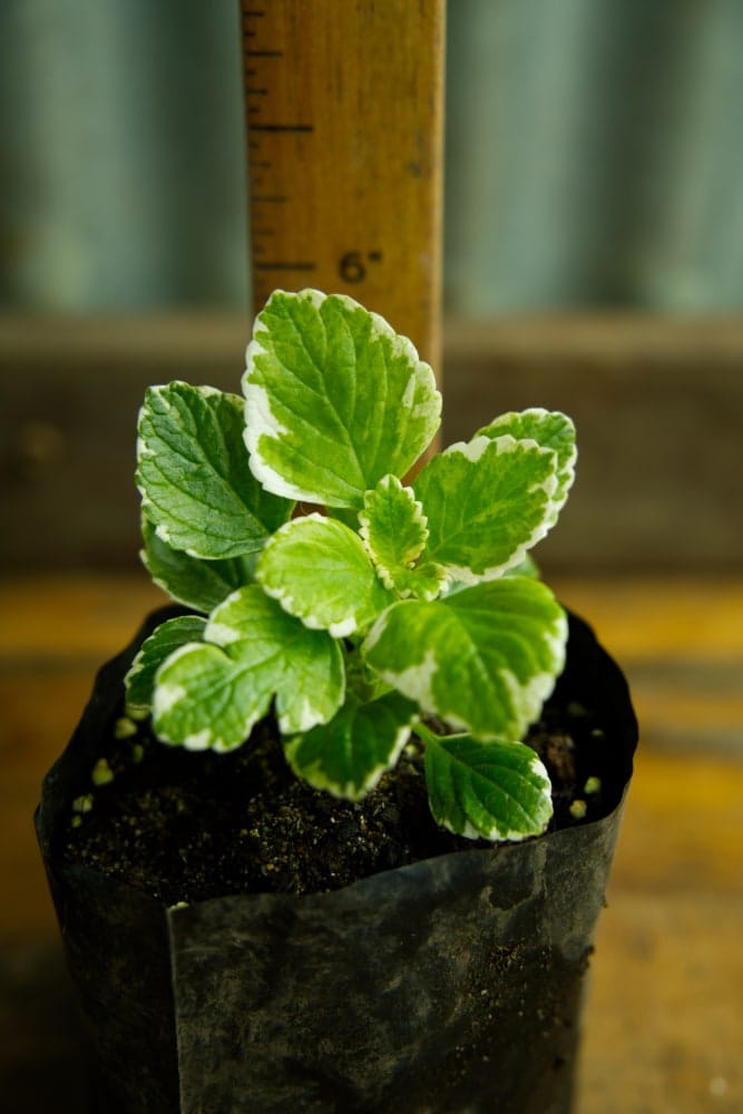 succulent swedish ivy Swedish Ivy Plant – SoulFire Farm