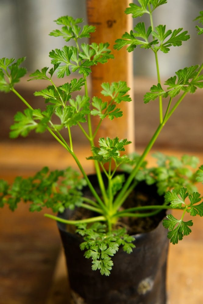 potted parsley plant Italian Parsley Plant – SoulFire Farm