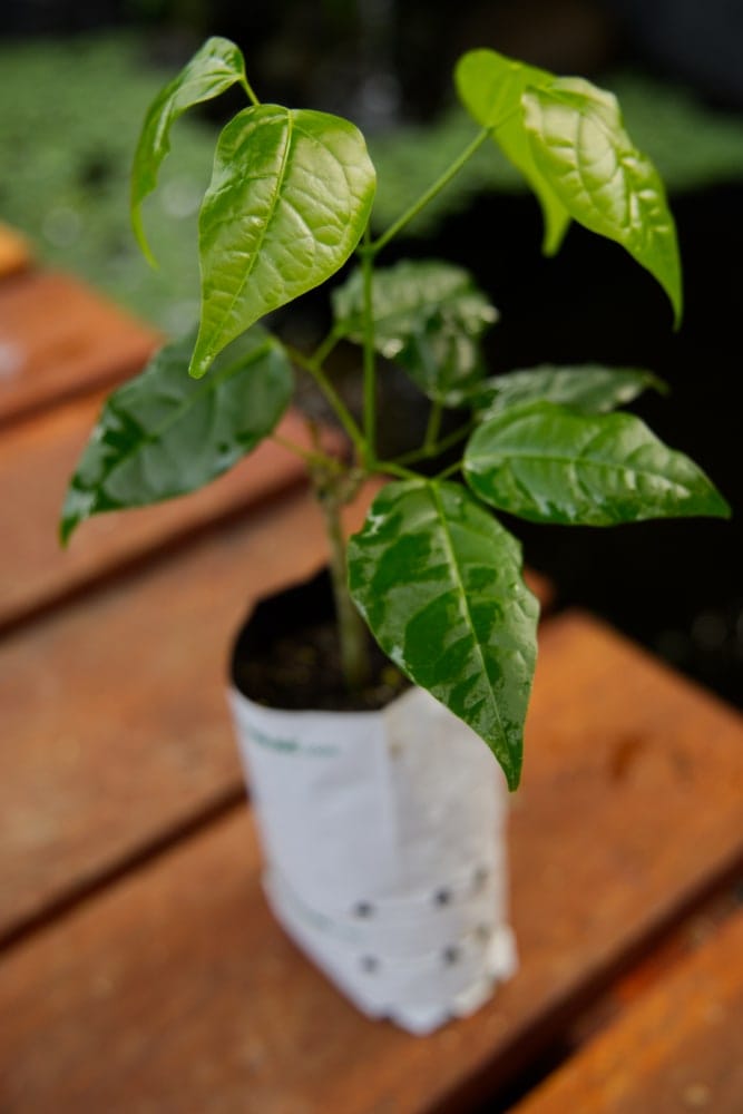 Planta de ajo enredadera