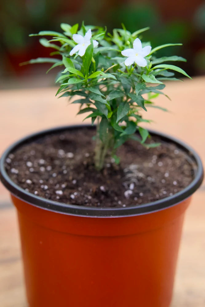 potting jasmine plants Dwarf Jasmine – SoulFire Farm