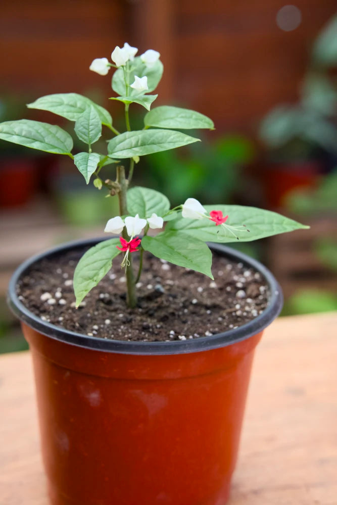 bleeding heart plant in a pot Bleeding Heart Vine – SoulFire Farm