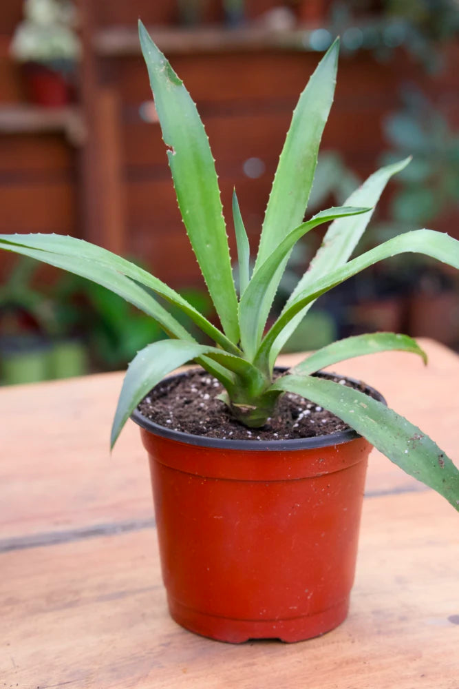 Planta de agave americana