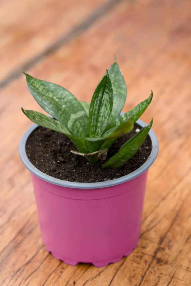 Dwarf Snake Plant