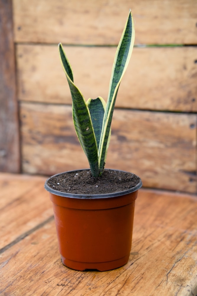 striped sansevieria Yellow Striped Snake Plant – SoulFire Farm