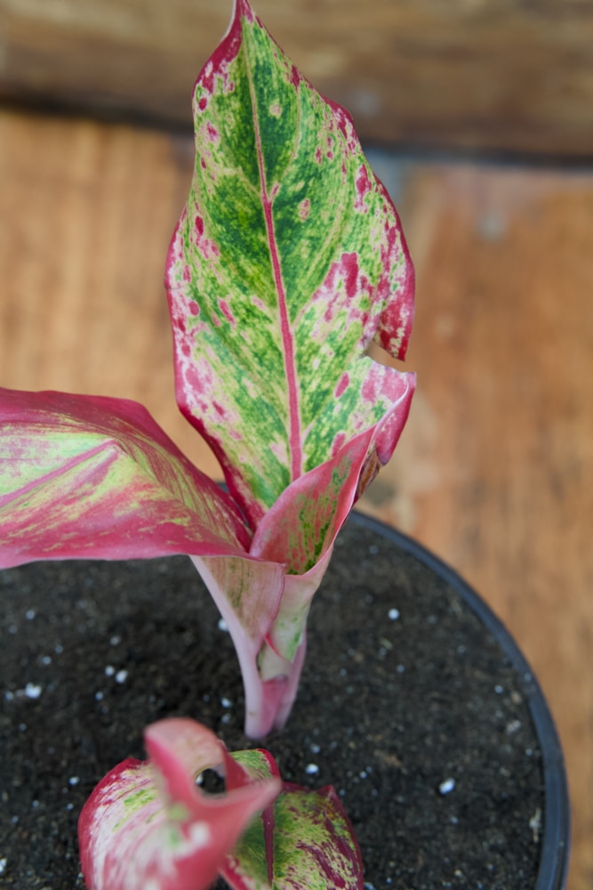 Chinese Evergreen Plant (Red)