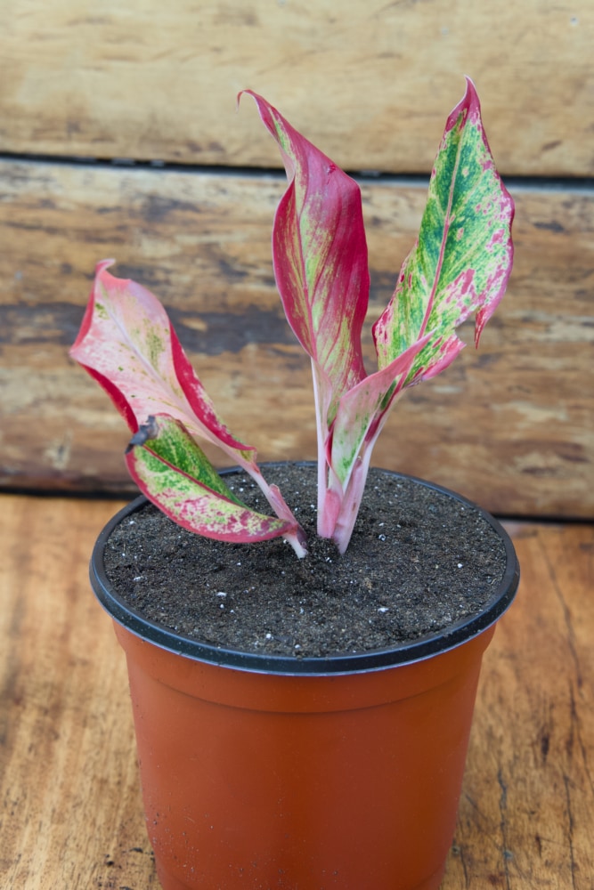 Chinese Evergreen Plant (Red)