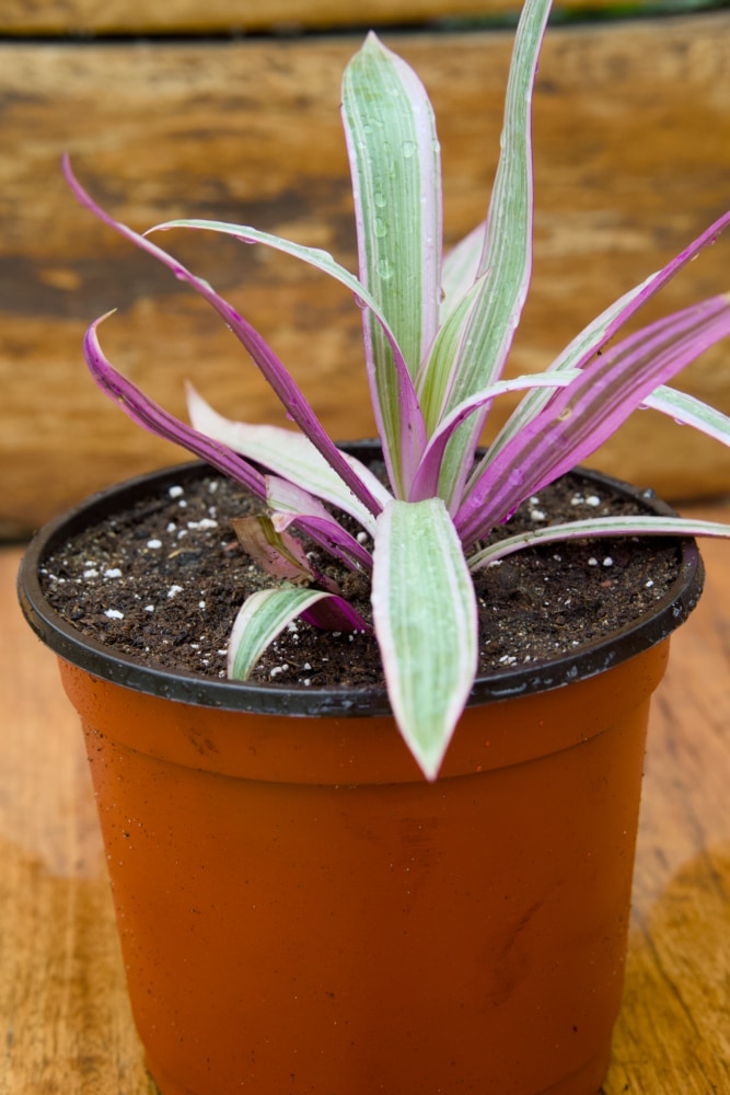 heirloom green spider plant Spider Plant (Green