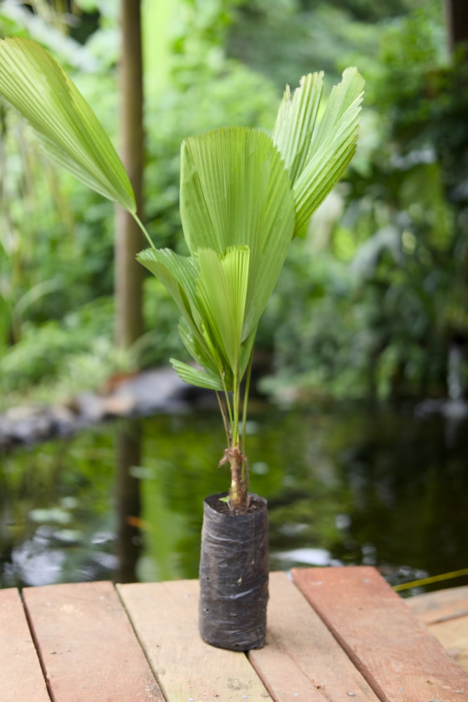 Licuala Palm