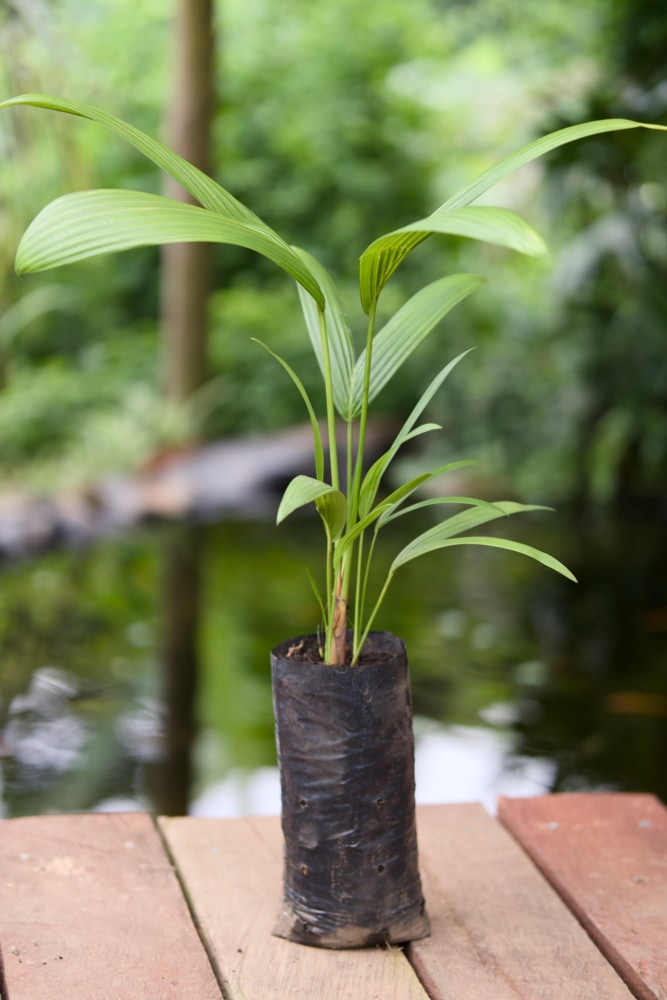 lipstick palm plant Red Lipstick Palm – SoulFire Farm