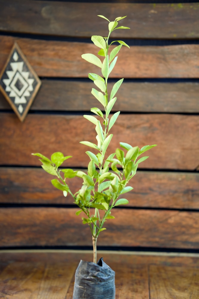 Calamondin - Árbol injertado