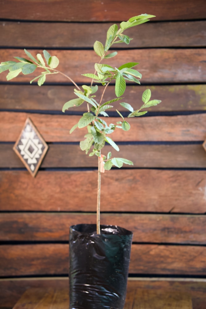 Guayaba blanca de Taiwán