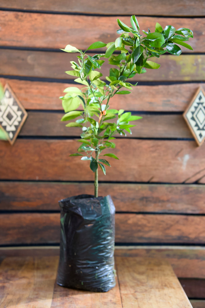 Orange Washington - Grafted Tree
