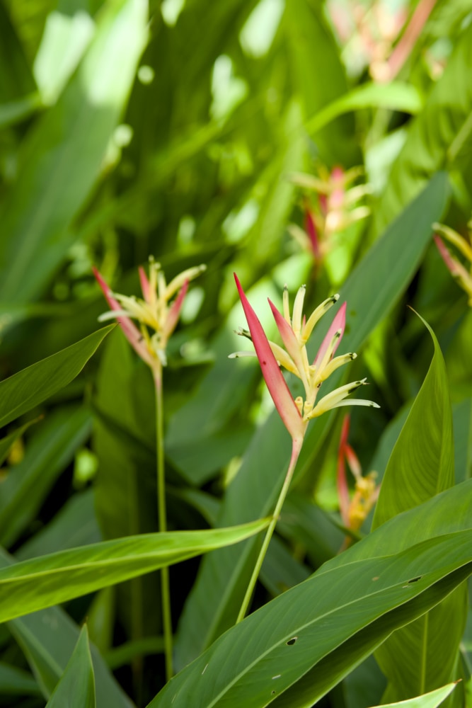 Periquito Heliconia