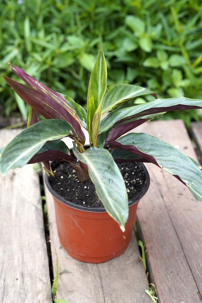 TrioStar Calathea – SoulFire Farm