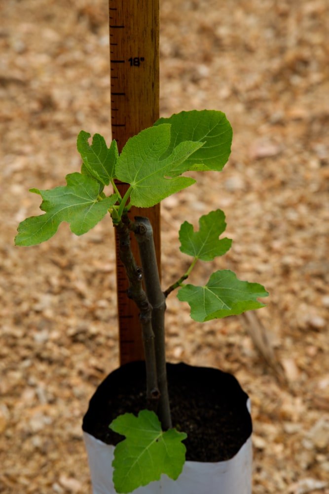 Arbol de Higo