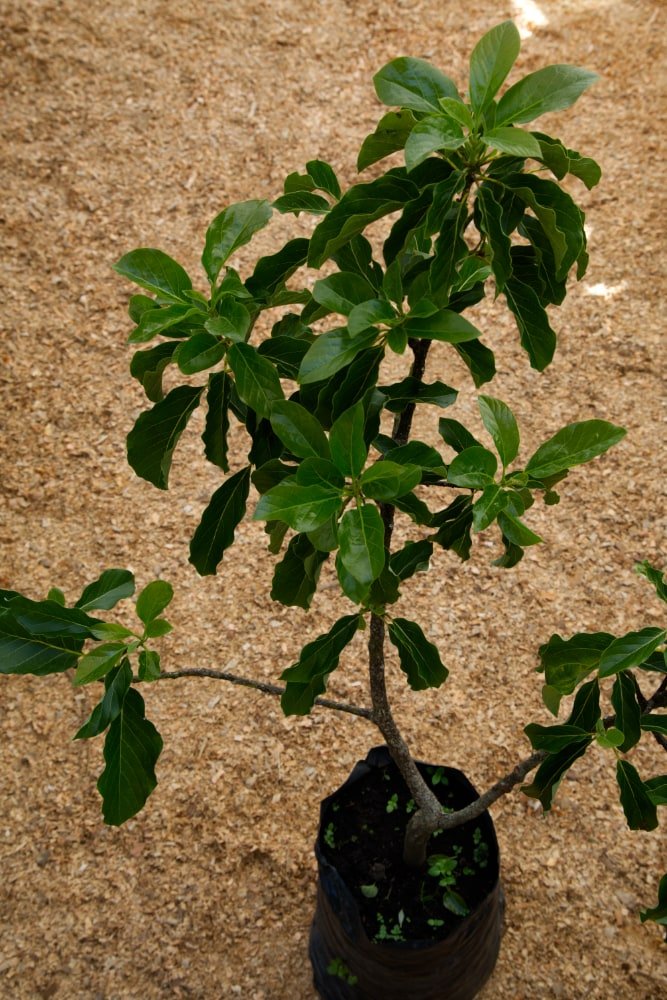 Aguacate Caparroso - Árbol Injertado
