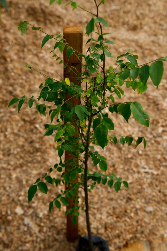 Árbol de carambola