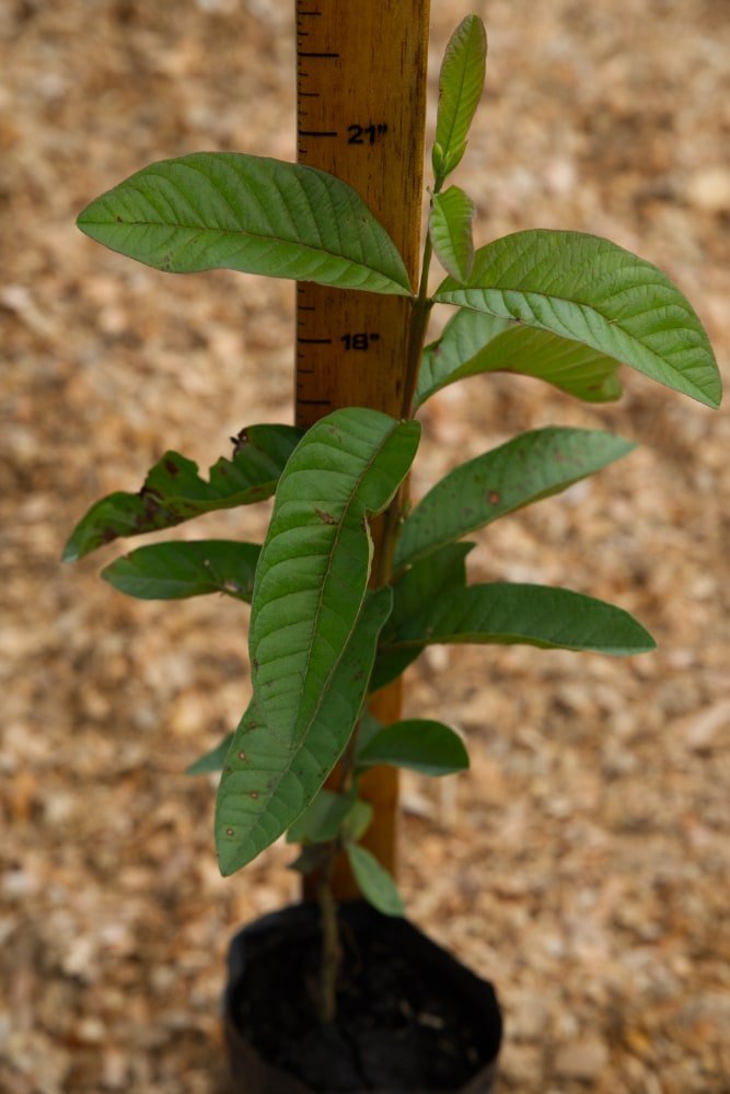 Árbol de guayaba roja