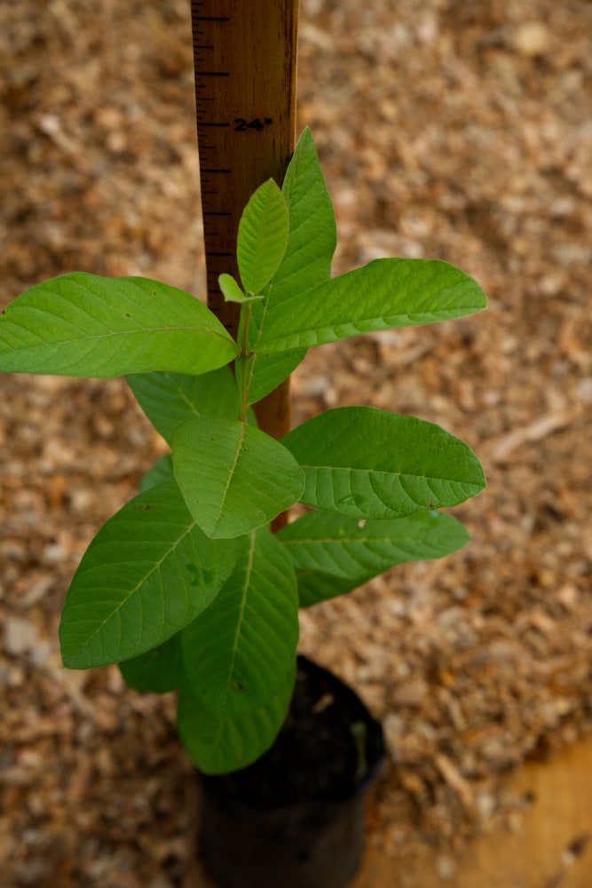 Árbol de guayaba blanca