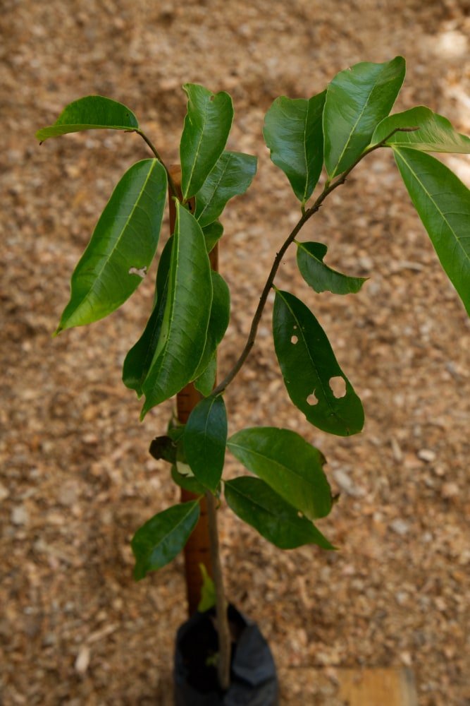 Árbol de guanábana