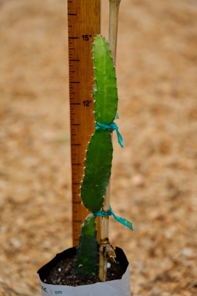 Planta Pitaya