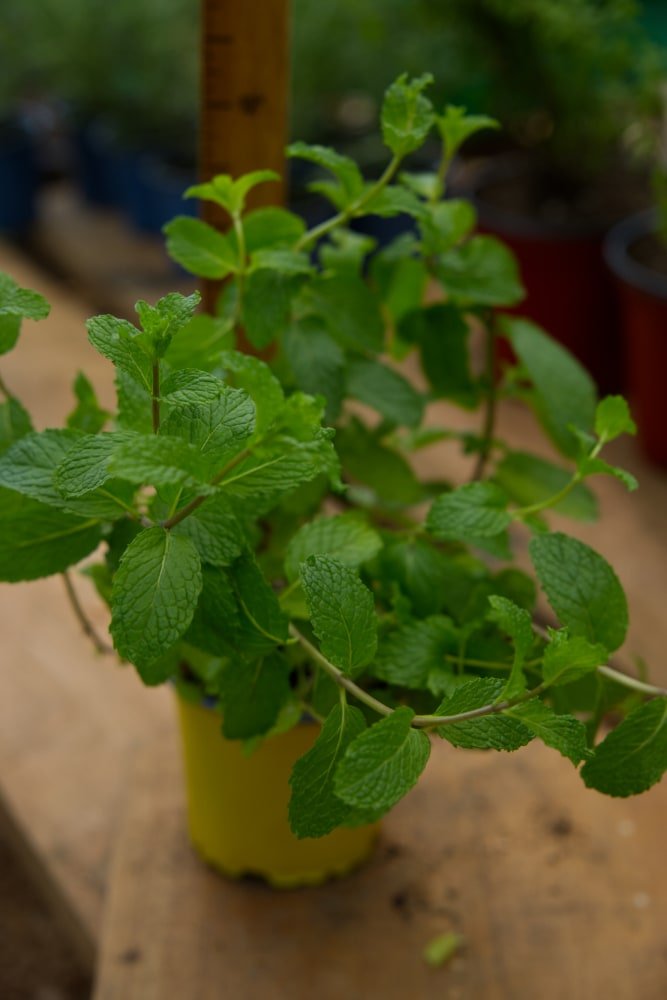 spearmint plant in pot Spearmint Plant – SoulFire Farm