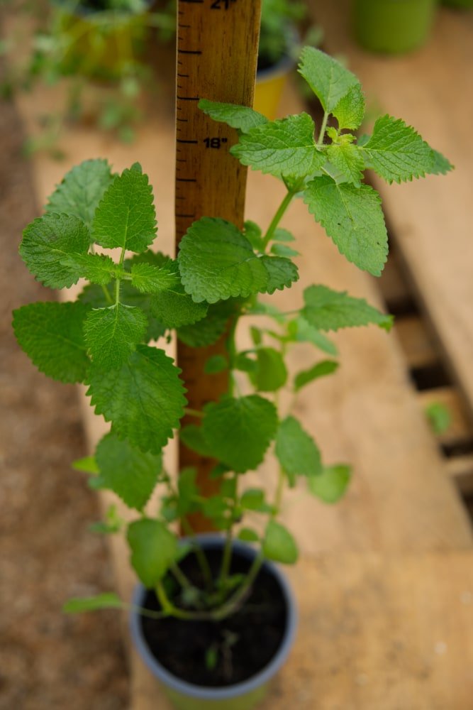 potted lemon balm plant Lemon Balm Plant – SoulFire Farm