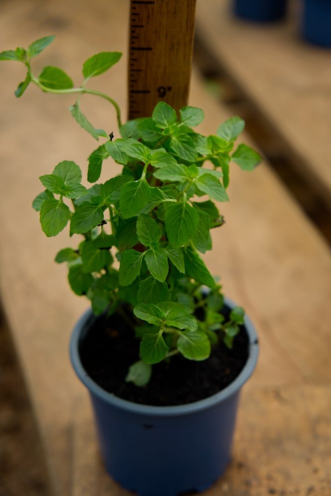 peppermint succulent Peppermint Plant – SoulFire Farm