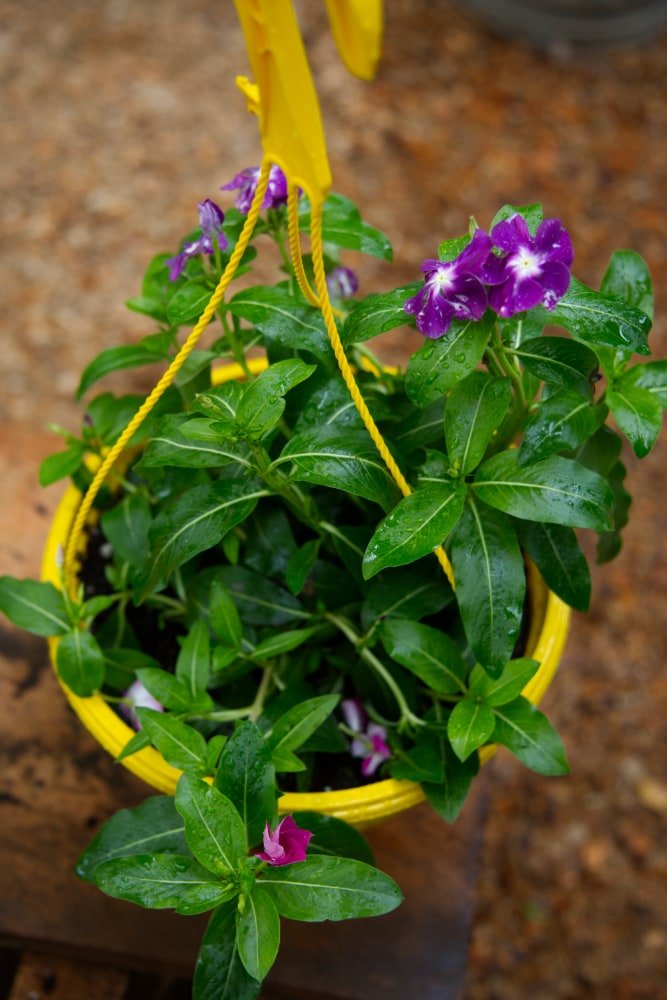 vinca hanging plants Hanging Vinca Plant – SoulFire Farm