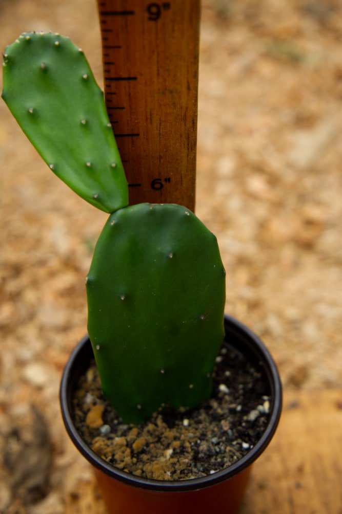 thornless prickly pear cactus for sale Spineless Nopal Cactus – SoulFire Farm