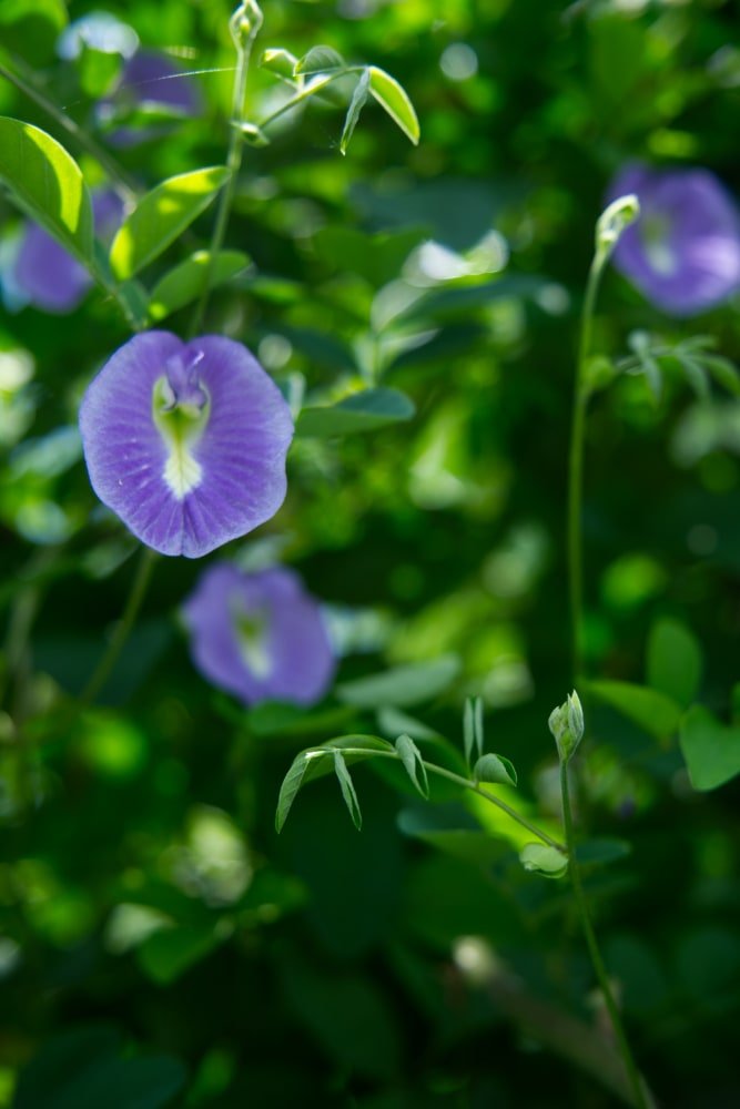 butterfly lavender plant Butterfly Pea 'Lavender Queen' Plant – SoulFire Farm