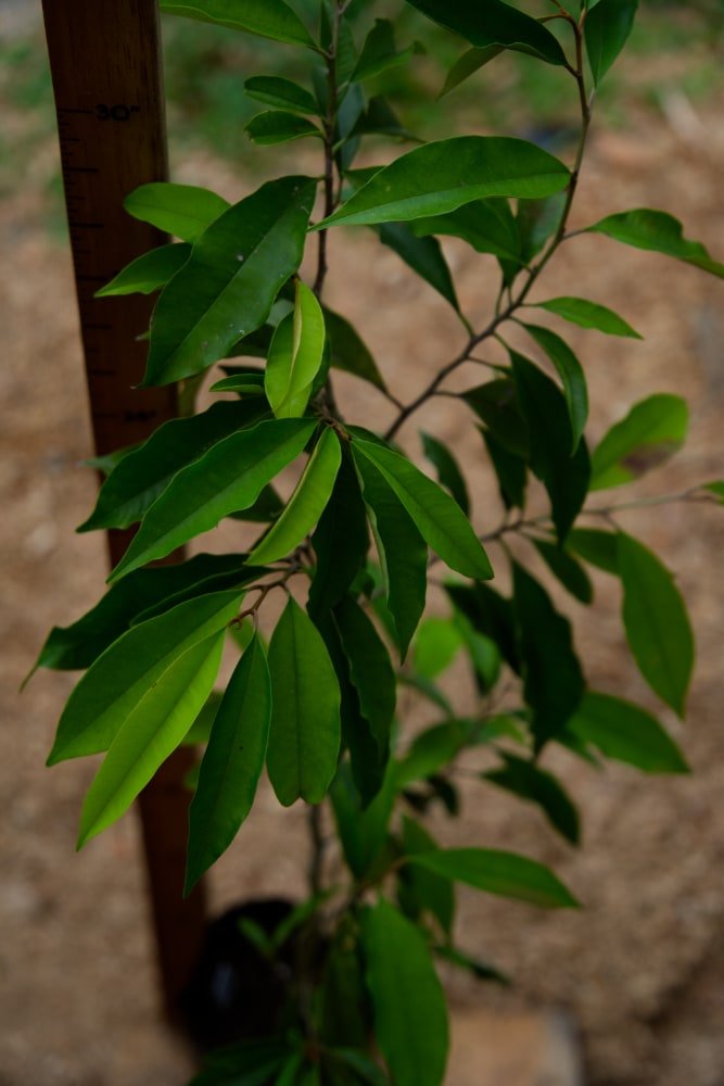 Árbol de Caimito