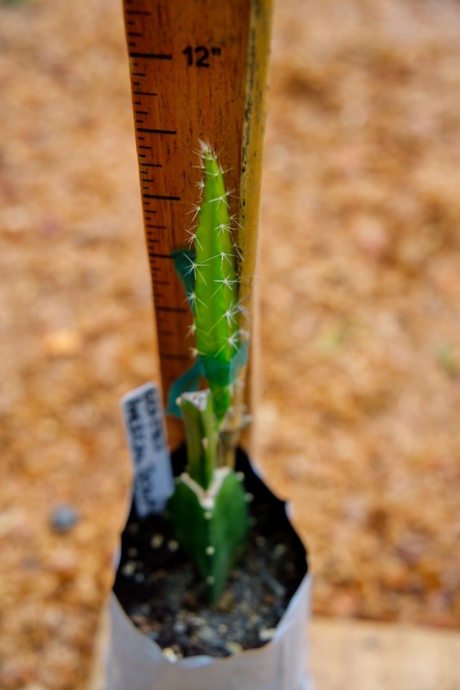 Planta injertada de Pitaya - American Beauty
