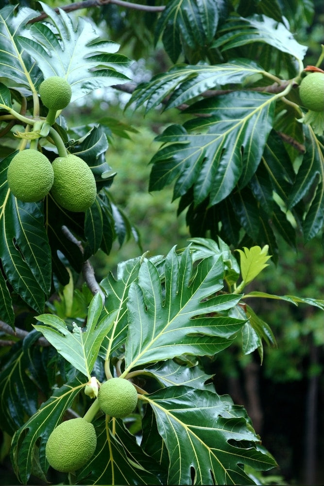 breadfruit seeds for planting Breadfruit Tree – SoulFire Farm