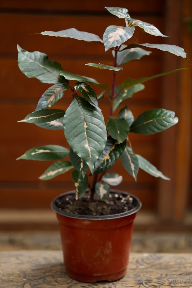 caricature plant indoor Caricature Plant – SoulFire Farm