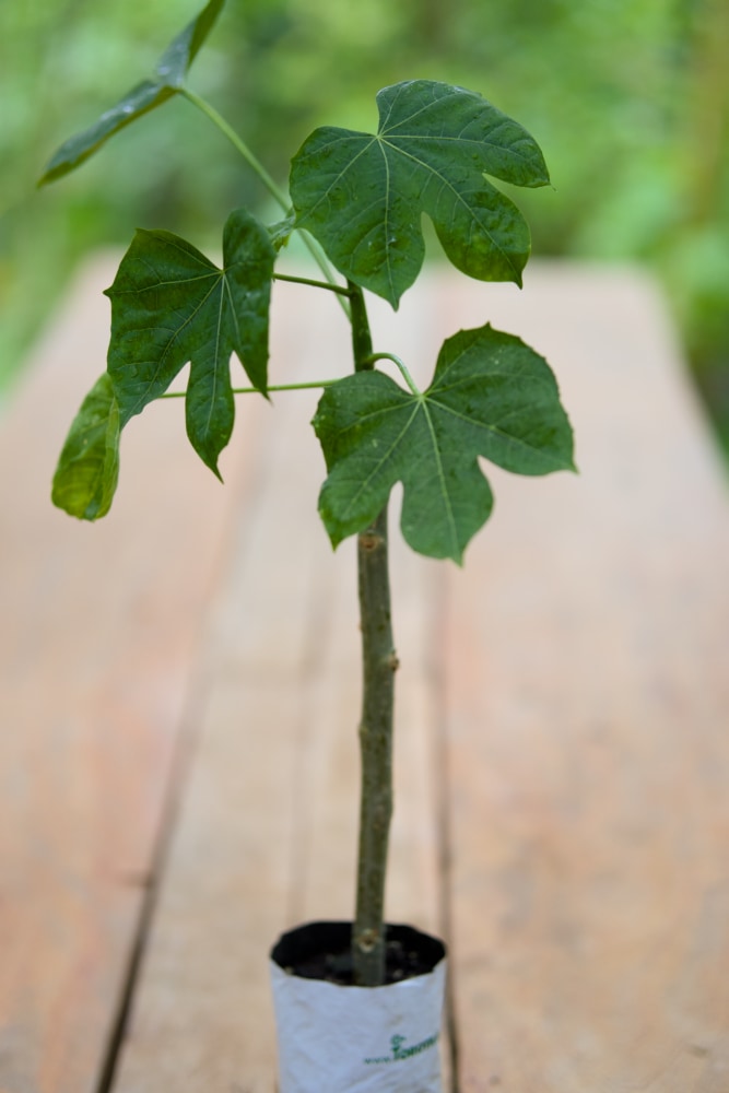 chaya plant Chaya Spinach Plant – SoulFire Farm