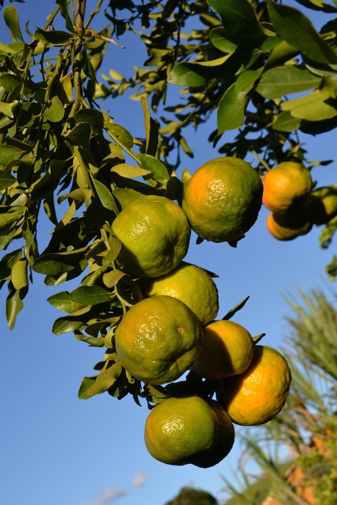 Árbol injertado de clementina