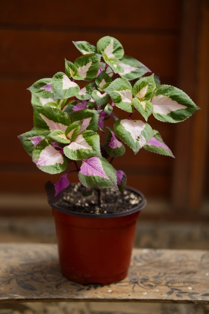 coleus house plants Coleus Plant – SoulFire Farm