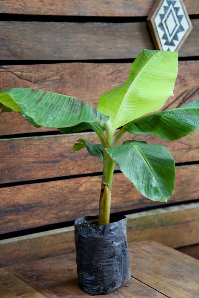 Plátano enano 'Curaré'