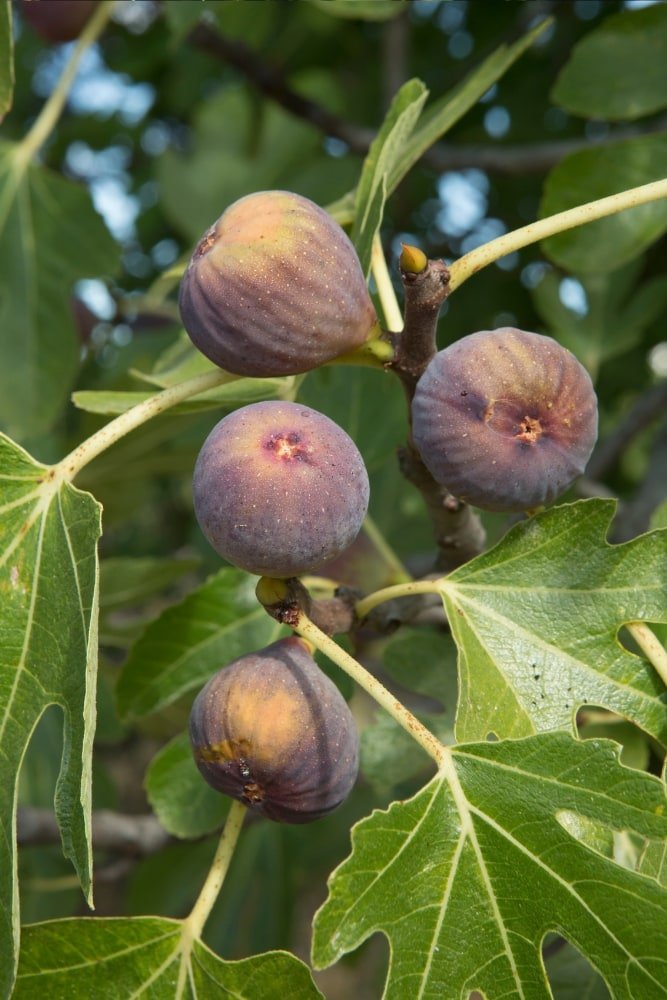 Arbol de Higo