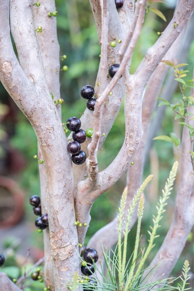 Árbol de Jaboticaba