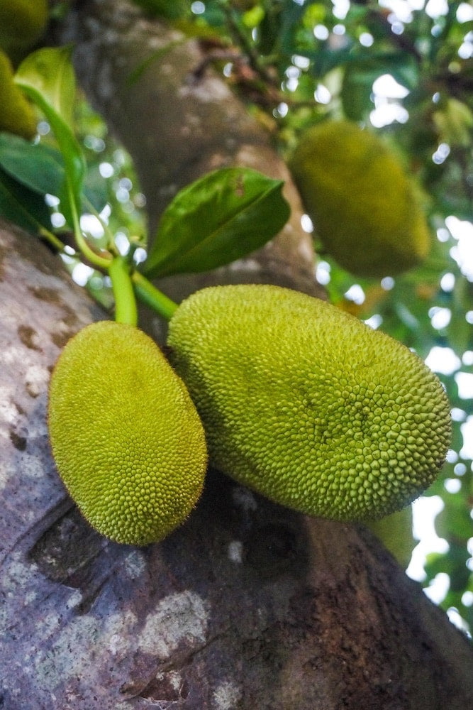 Árbol de yaca