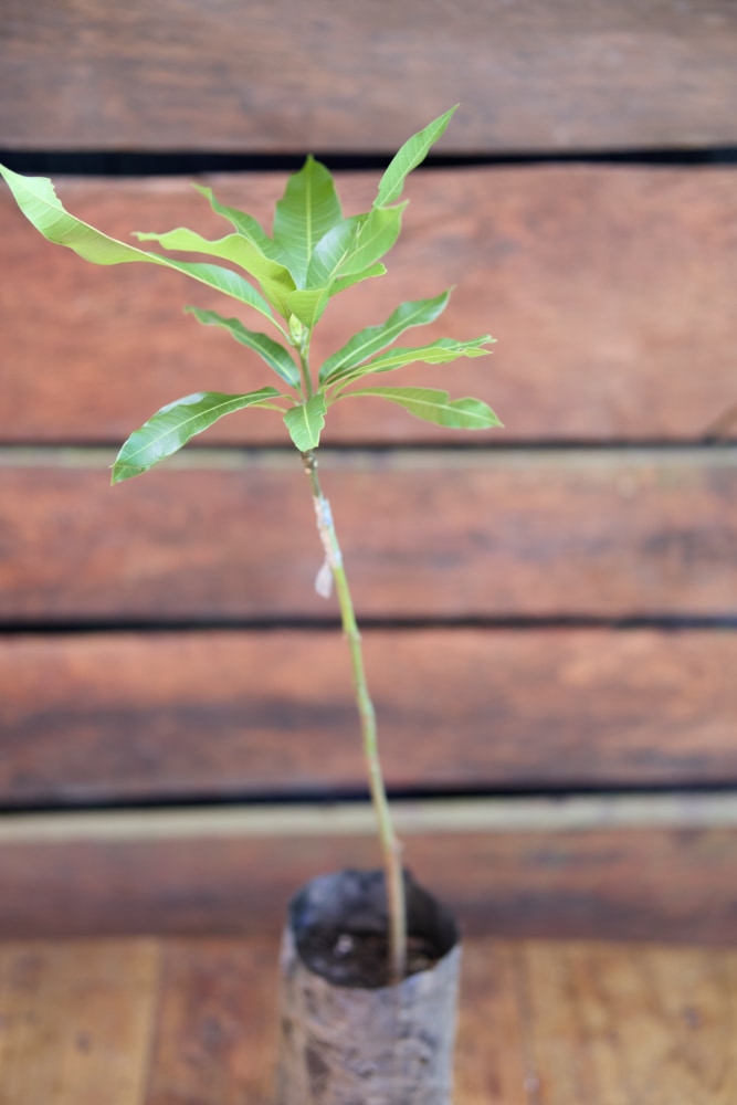 Mango Julie - Grafted Tree